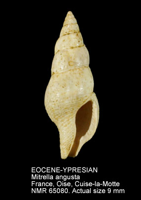 EOCENE-YPRESIAN Mitrella angusta.jpg - EOCENE-YPRESIANMitrella angusta(Deshayes,1835)